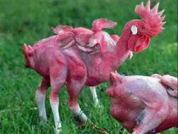 ما حقيقة أن دجاج كنتاكي له 8 أرجل؟