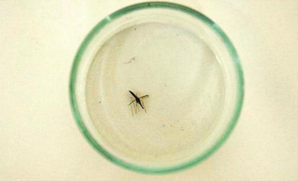 علاج مرض الملاريا القاتل.. بصابونة