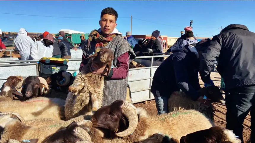 استعدادا لعيد الأضحى.. بداية عمليات الإنتقاء والوشم للماشية سلالة تمحضيت بإقليم ميدلت