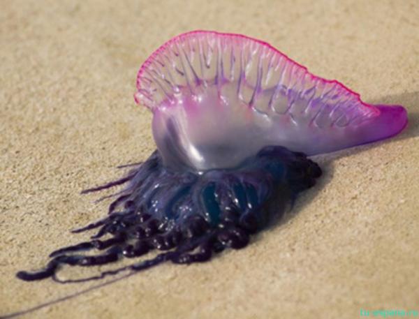 أنباء عن رصد نوع خطير جدا من قناديل البحر بشواطئ الفنيدق ونواحيها