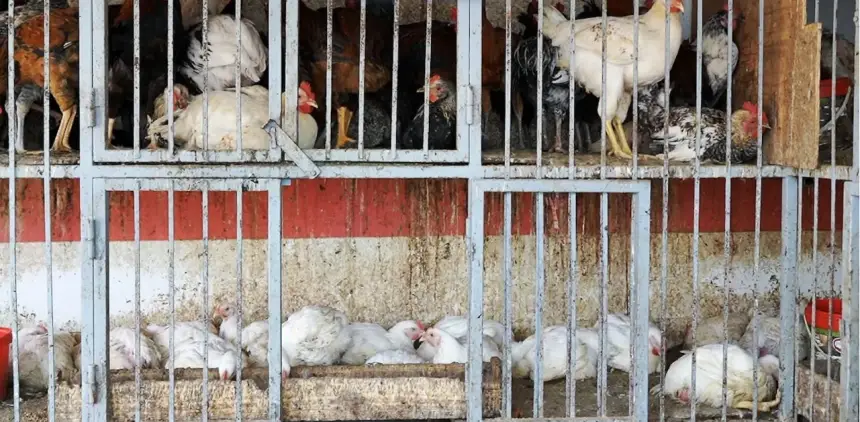 قبل رمضان بأيام.. "أخبارنا" تكشف أسعار البيض والدجاج في سوق "بومية" بميدلت