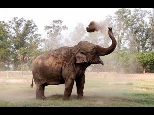 بعدما قتلها فيل برمية حجر بتمارة ، هذا هو مبلغ التعويض الذي تم عرضه على والدي الضحية