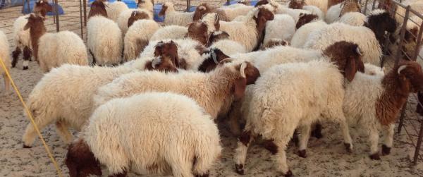 بلاغ هام من وزارة الفلاحة بخصوص عيد الأضحى