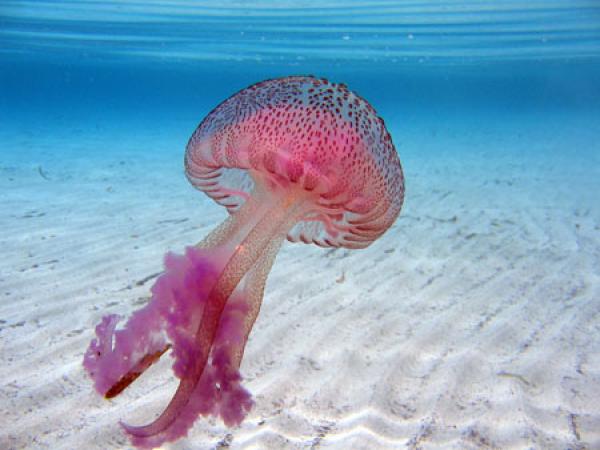 قنديل البحر- مخلوق ضئيل يخفي بداخله الكثير