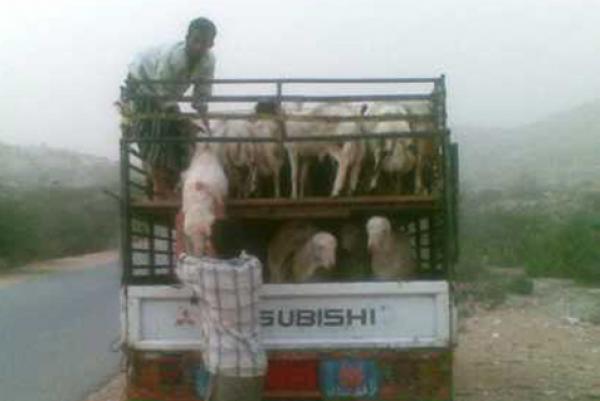 عملية تهريب معاكسة للمواشي ‮ ‬عبر الحدود المغربية الجزائرية إلى تونس وليبيا