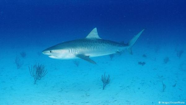 دراسة: الأسماك الكبيرة أكثر عرضة للانقراض