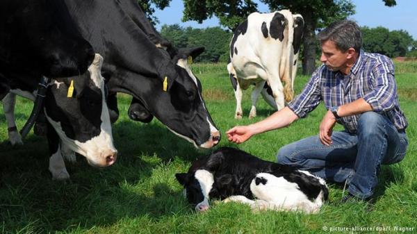 غبار حظيرة الأبقار للوقاية من الحساسية