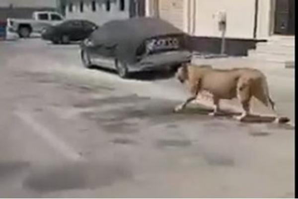 أسد هارب من صاحبه يثير الذعر في شوارع السعودية (فيديو)