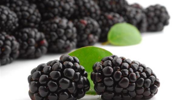 التوت الأسود.. منجم للمعادن والفيتامينات