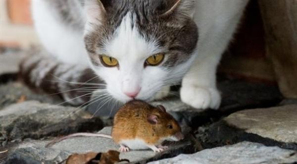 أكثر من نصف مليون  حيوان فقد حياته من أجل البحث العلمي العام الماضي