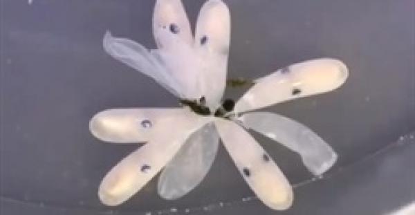 لقطات مذهلة لأخطبوط يخرج من بيضة (فيديو)