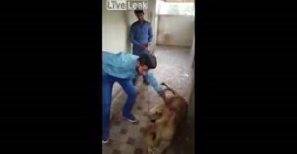 بالفيديو.. لحظة هجوم أسد على شاب وإنقاذه بأعجوبة