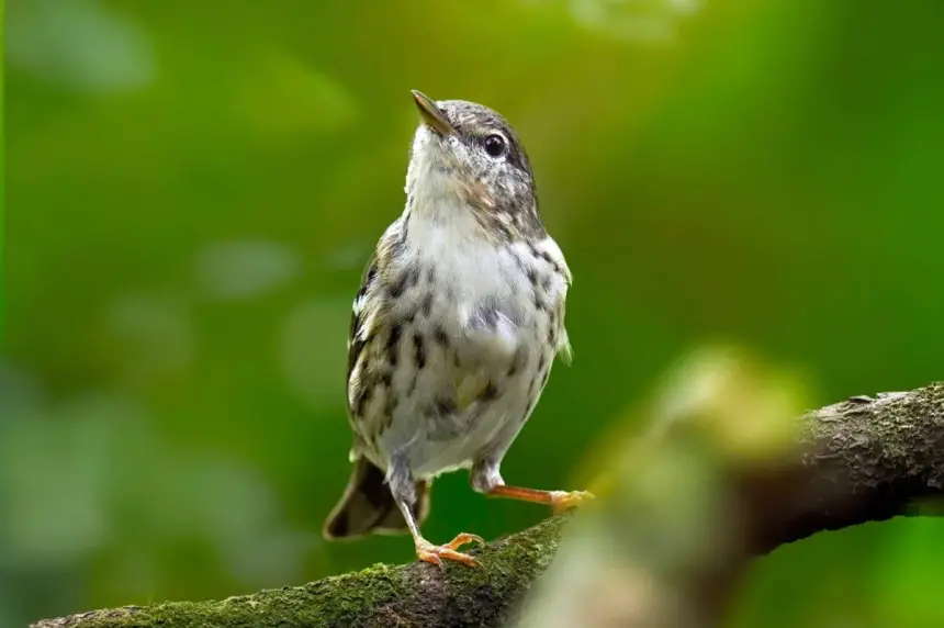 طائر لا يتجاوز 12 غراماً.. رحلة مذهلة تعبر المحيط بلا توقف لثلاثة أيام