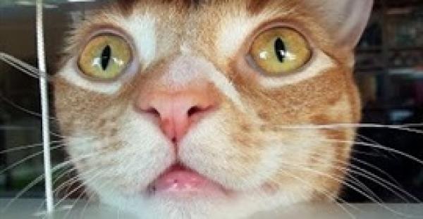 بالفيديو.. كيف ترى القطط محتويات منزلك من وجهة نظرها