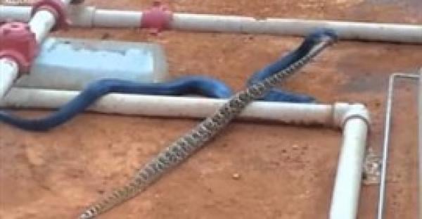 بالفيديو.. لحظة اصطياد ثعبان أزرق لأفعى الجرس السامة