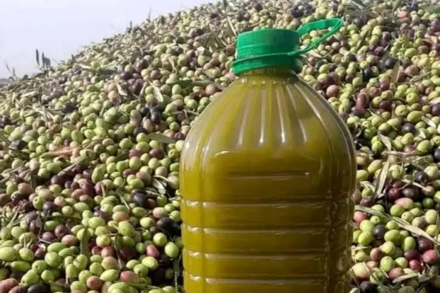 انهيار غير مسبوق في أسعار زيت الزيتون بالمغرب بعد موسمين من الغلاء