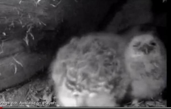 بالفيديو: بومة تمزق أحد صغارها لإطعام أشقائه