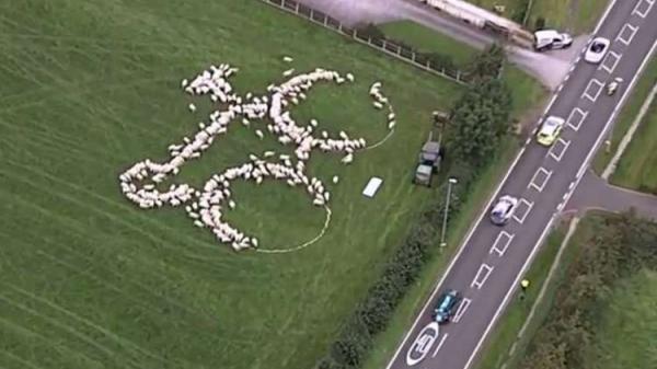 فيديو طريف : اصطفاف الأغنام على شكل دراجة