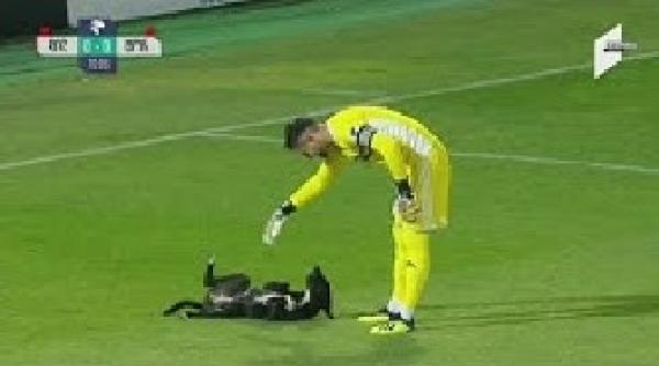 كلب يدخل إلى ملعب أثناء المباراة و يرفض الخروج منه