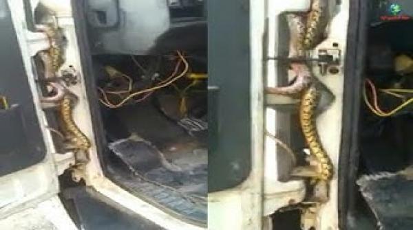 شاهد كيف وجد مغربي افعى كبيرة داخل سيارته