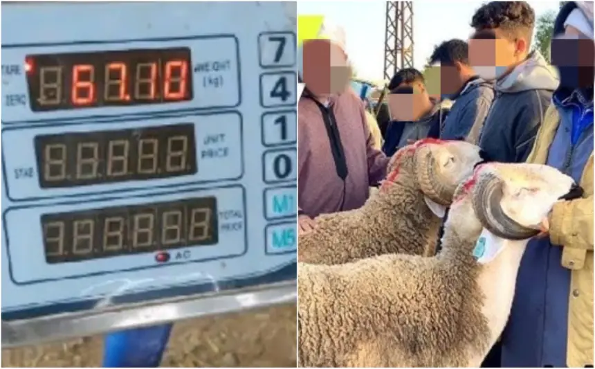 لقطع الطريق على "الشناقة".. حملة رقمية بالمغرب تطالب باعتماد الميزان في بيع أضاحي "العيد الكبير"