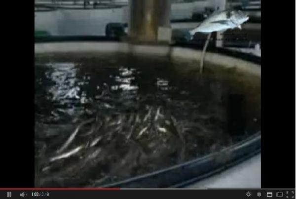 أكبر وحدة إنتاجية لتربية سمك النون بشمال إفريقيا بالقنيطرة