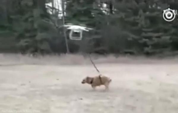 بالفيديو: طائرة درون تحمل كلباً في الهواء