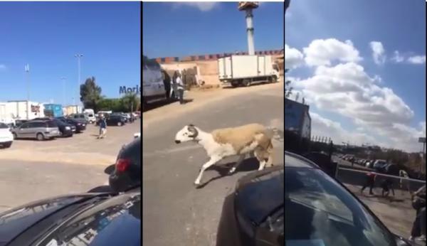 حولي يتمكن من الفرار قبل ذبحه قرب مرجان