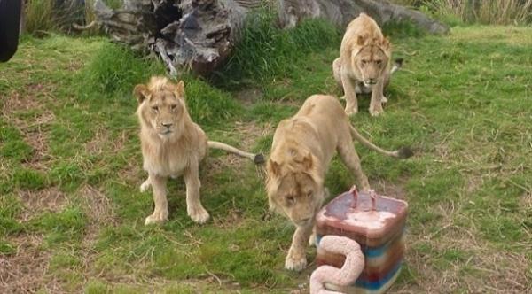 بالفيديو: أشبال أسود تحتفل بميلادها بكعكة لحوم تزن 40 كغ