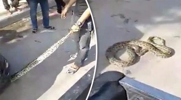 بالفيديو: لحظة إخراج ثعبان ضخم من محرك سيارة