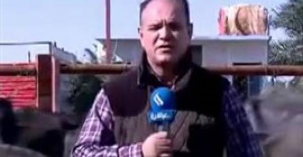 ضربة قوية من جاموسة لمذيع «العراقية» على الهواء