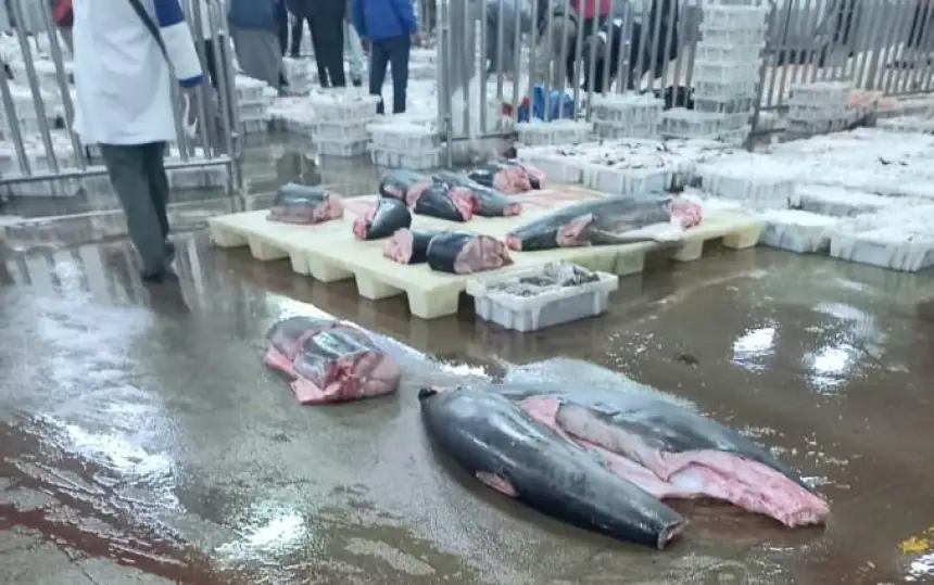 مراكش .. حقوقيون يطالبون بفتح تحقيق في اختلالات سوق السمك بالجملة ووقف التجارة غير المشروعة للأسماك المجمدة