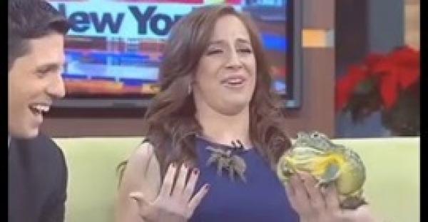 بالفيديو.. رد فعل مذيعة ألقى ضيف عنكبوتًا ضخمًا عليها