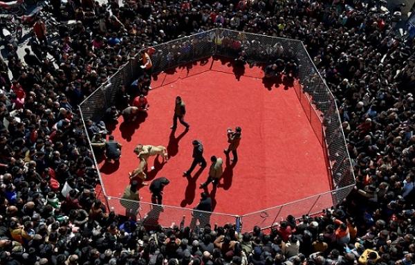 بالفيديو: قرية صينية تحتفل بمصارعة دموية بين الكلاب