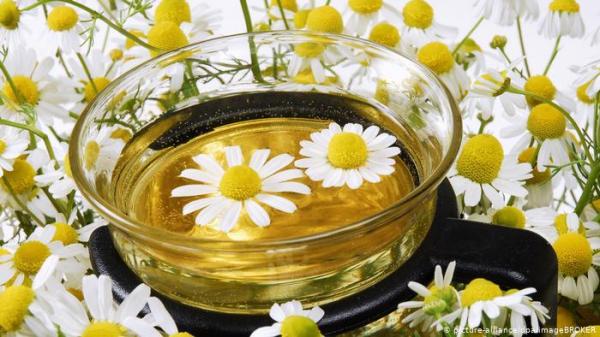 عشبة البابونج.. وصفة بسيطة لفوائد صحية مدهشة