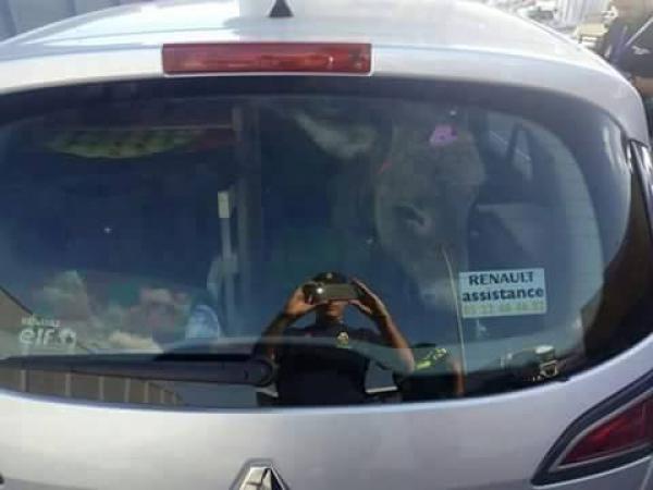 مرة أخرى ... "حمارة طرامواي" تخلق الحدث و هذه هي التفاصيل