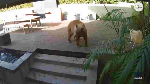 كلب صغير يهاجم  ويطرد  دبا عملاقا تسلل الى داخل المنزل(فيديو)