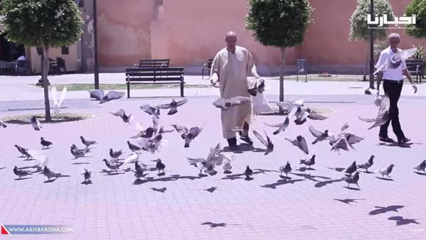 لا يصدق ما يفعله هذا الشاب المغربي مع الحمام..أمر رائع