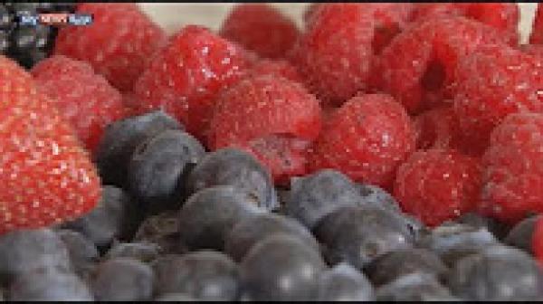 فوائد عائلة التوت