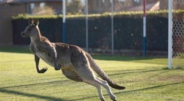 كنغر يتحول لنجم عالمي بهذا الفيديو الطريف