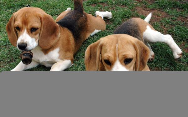 توقيف طبيب زرع "الهيرويين" في أحشاء كلاب