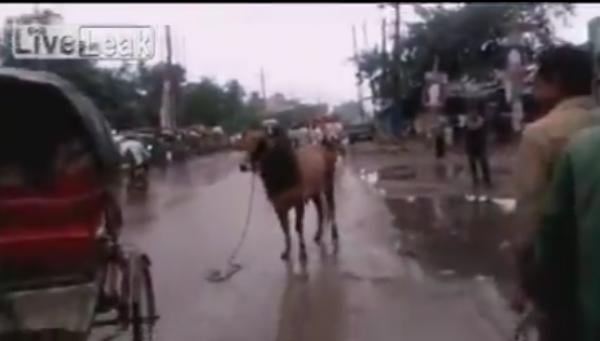 بالفيديو.. عجل هائج يهاجم السيارات والمارة قبل ذبحه بالعيد