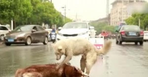 بالفيديو.. مشهد مؤثر لكلب يرفض ترك جثة صديقه بعد قتله بسيارة