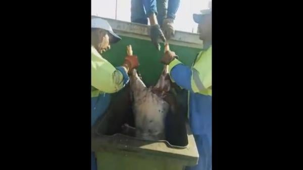 حولي كامل مرمي في حاوية ازبال بسبب فساد أضاحي العيد