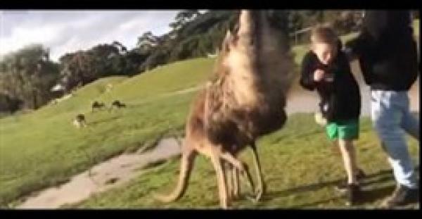 بالفيديو .. كنغر يلكم طفلا في وجهه