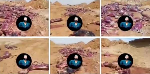 تداول فيديو لحمير مذبوحة "موجهة" للاستهلاك ومديرية الأمن تدخل على الخط وتكشف حقيقته