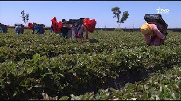 فاكهة توت الأرض تزدهر بمنطقة اللوكوس