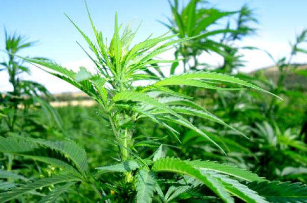 جلب الاستثمارات وتحسين دخل المزارعين ... أهم ما جاء في مذكرة مشروع تقنين زراعة "الكيف"