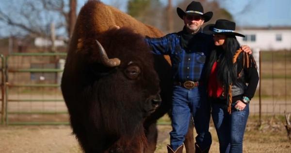 بالفيديو: جاموس يزن 1200 كيلوغرام يعيش مع زوجين في المنزل