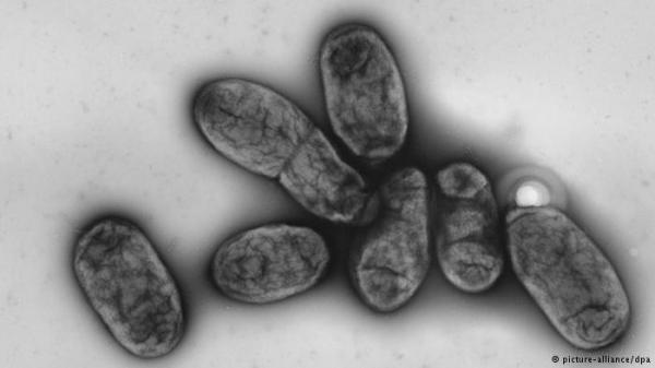 دراسة: بكتيريا الطاعون لم تتغير منذ نحو سبعة قرون